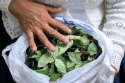 Los cultivos de hoja de coca en el país se incrementaron un 10 % en 2024, según la ONU