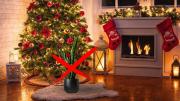 Mejor que la sansevieria: la planta que debes tener al lado del árbol de Navidad para atraer buena suerte