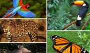 Inicia campaña formativa en protección de la fauna silvestre en Venezuela