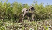 Zar antidrogas dice que la coca se ha desbordado y estima 40 mil hectáreas de cultivos en 2025