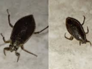 Chinches de agua irrumpen en el AMBA: el motivo