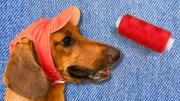 Cómo coser un gorrito de verano para tu perro: con un truco y unos jeans viejos