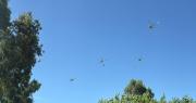 Gran cantidad de helicópteros sobrevolaron los cielos de La Plata y sorprendieron a los vecinos