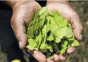 Transporte y comercialización de hoja de coca seguirán con normalidad pese al cierre del Viceministerio