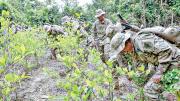 Zar antidroga advierte que cultivos de coca se han “desbordado” y pide apoyo a la ONU