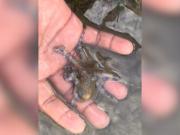 Sostuvo a un pequeño pulpo para hacer un video sin saber que su veneno podía matarlo en cuestión de minutos