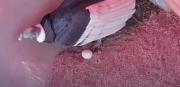 Logran primera postura de huevo fértil de cóndor andino en Mérida: Un avance para la conservación de la especie en peligro crítico de extinción