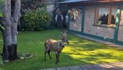 Alerta en San Martín de los Andes: hay un huemul suelto en la ciudad y piden encerrar a los perros