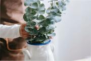 Dónde colocar el eucalipto en casa para atraer salud, protección y buena energía