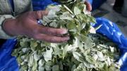 Venta legal de hoja de coca crece 20% y mueve hasta $us 618 millones en Bolivia, según la UNODC