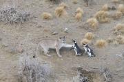 Pumas cazadores de pingüinos en la Patagonia: un hallazgo que es señal de restauración ambiental