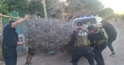 Operativo policial obliga a delincuentes a abandonar más de 1.000 kilos de alambre robado