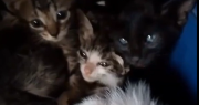 Video: buscan adoptar a varios gatitos que fueron abandonados en Chimbas