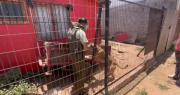 Emotivo rescate animal en La Serena tras denuncia de vecinos: Carabinero rescató a perrito