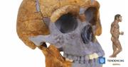 Así sería el rostro de un Homo erectus según una recreación virtual: vivió hace 1,5 millones de años