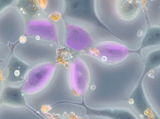 Premian imágenes científicas que revelan la belleza del nanomundo