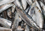Veda de la sardina se extenderá hasta el 15 de marzo de 2026