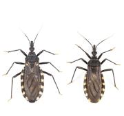 Piden ayuda a la población para detectar las vinchucas