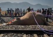 Siete elefantes mueren al ser arrollados por un tren en India