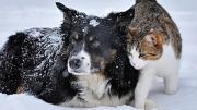 Invierno extremo pone en riesgo a perros y gatos en Estados Unidos: estas son las claves para protegerlos del frío