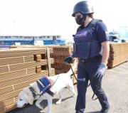 Incautan en Chile madera boliviana impregnada con cocaína: el cargamento iba rumbo a España