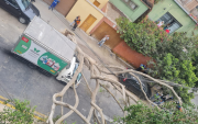 Miraflores: Enorme árbol cae y bloquea la calle Colón