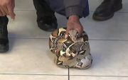 Hallan una serpiente 'Mantona' de casi dos metros en la ribera del río Rímac