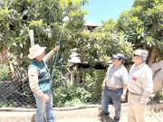 Mosca de la fruta: preocupación en Sotaquí por la festividad y presencia de miles de turistas