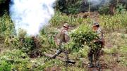 FELCN halla, destruye e incinera 76 toneladas de marihuana en Ayopaya