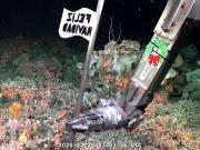 El saludo de Navidad del streaming del Conicet en el fondo del mar