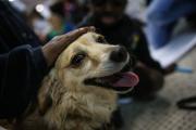 Divorcio con mascotas: México aprueba una reforma histórica para decidir la custodia de perros y gatos