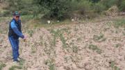 Huancavelica: alcalde de Angaraes advierte que en quince días desaparecerían los sembríos por sequía y heladas