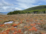 Presentaron un plan binacional para proteger a las turberas patagónicas argentino-chilenas