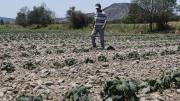 Desde pausas laborales hasta faena cero: Agro y construcción activan protocolos por calor extremo