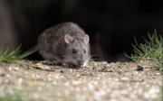 Hantavirus: confirman otra muerte en Santa Fe