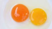 Toma aire al saber la diferencia entre un huevo con la yema amarilla y otra de color naranja