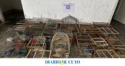 Rescatan 110 aves silvestres y detienen a tres personas en Albardón y Caucete