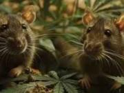 Un tribunal no juzgará un caso de narcotráfico: las ratas se comieron 200 kilos de marihuana