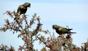 Loros barranqueros en la Patagonia: qué explica su presencia en zonas urbanas