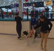 Un perro Mucuchíes se roba el show en la pista de hielo de Galerías Mall