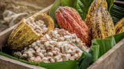 Productividad del cacao en Ecuador: un modelo de éxito que impulsa otros cultivos