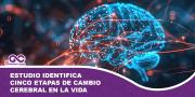 Estudio identifica cinco etapas de cambio cerebral en la vida