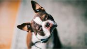 Por qué tu perro inclina la cabeza cuando te mira, según especialistas