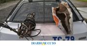 Detuvieron a un sujeto que robó rollos de cobre y cables de una bodega de Marquesado