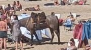 Insólita escena en Punta del Este: un jinete apareció en plena playa colmada de gente