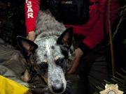 Vivió una situación crítica en un bosque y se salvó gracias a su perra: Realmente, le salvó la vida