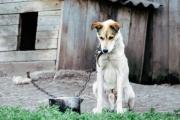 Investigan una grave denuncia por maltrato animal y envenenamiento de perros