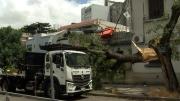 Árbol cayó sobre dos viviendas en barrio Pocitos por fuertes vientos