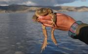 La rana gigante del Titicaca: patrimonio natural y en peligro por el consumo humano