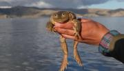 La rana gigante del Titicaca: patrimonio natural y en peligro por el consumo humano